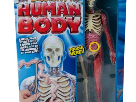 Squishy Human Body For Cheap